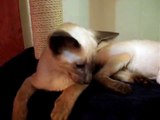 Molly and Charlie talking on the cat tree (ORIGINAL) Siamese Kittens