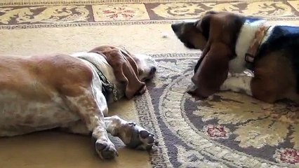 Basset Hounds Howling... Lazy Style!