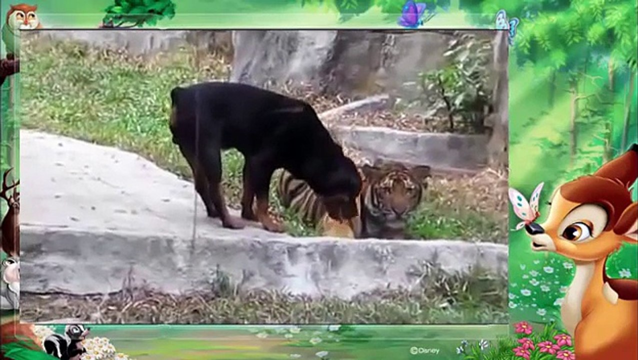 CHÚ CHÓ LIỀU LĨNH NHẤT THẾ GIỚI KHÔNG SỢ HỔ: DOG VS TIGER