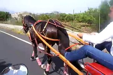 corsa cavalli galoppo ronaldignhio.mp4