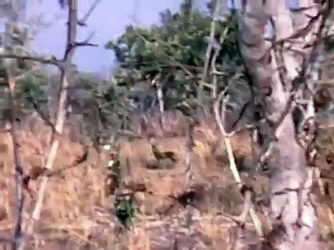 Chasse à l'éléphant Safari 1965-1967 au Tchad (Afrique)