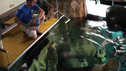 Arapaima Feeding at the Tennessee Aquarium