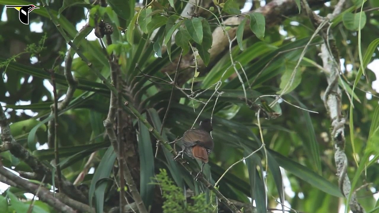 Pale-billed Sicklebill