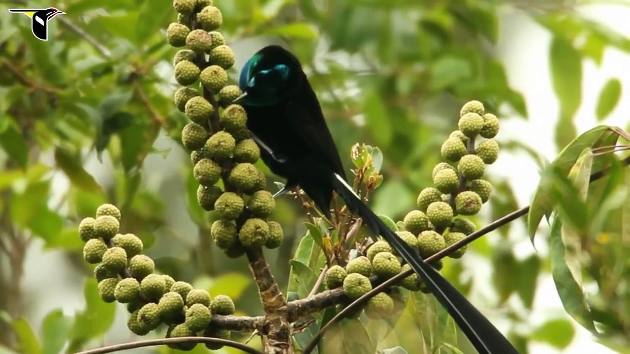 Stephanie's Astrapia