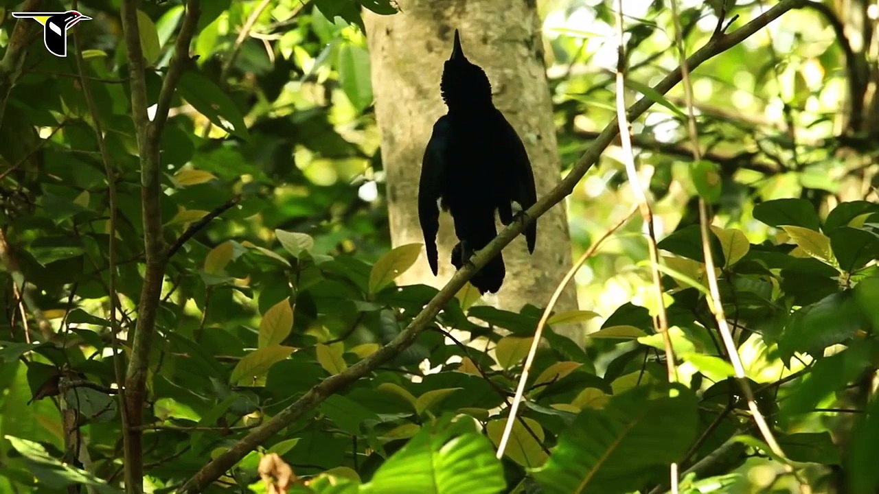 Curl-crested Manucode