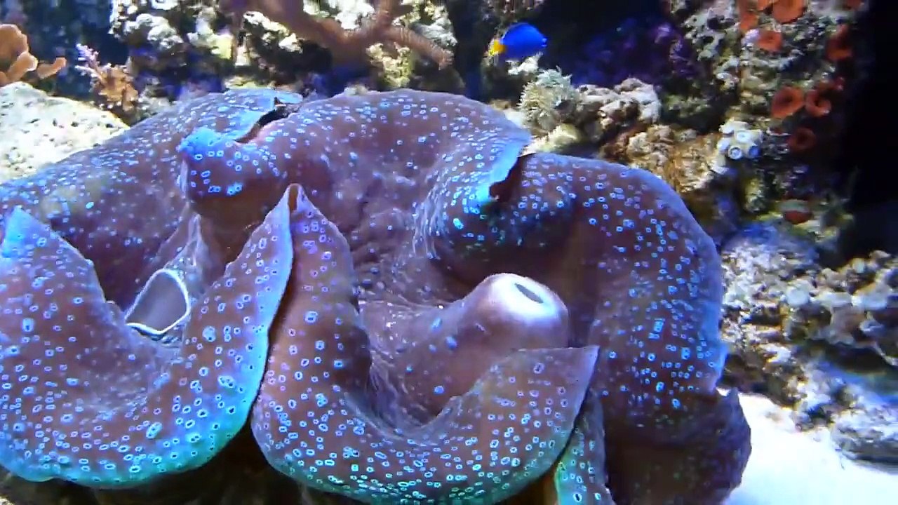 Spawning Gigas Clam