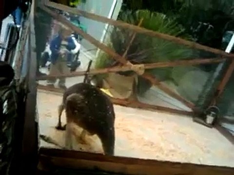 Tourism Australia's Los Angeles Kangaroo Exhibit Sparks Cruelty Concerns