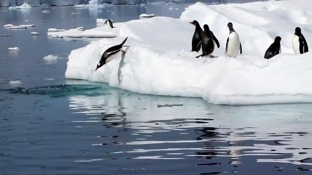 Penguin fail HD - Real penguins playing in Antarctica on New Year's Day 2012
