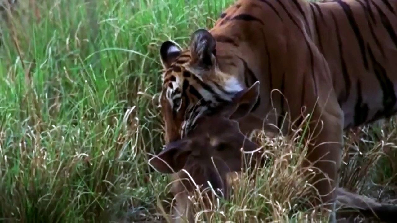 Tiger Attacks Deer