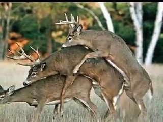 IMAGENS DE ANIMAIS NAMORANDO