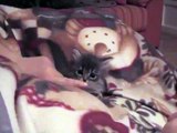 little kitten gatito jugueton