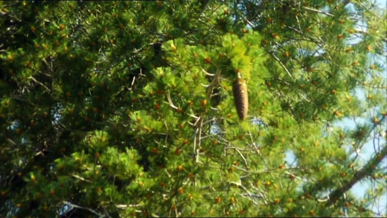 7/7 "Bear Eats" - Man vs. Wild