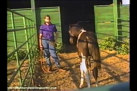 Clicker Training Horses