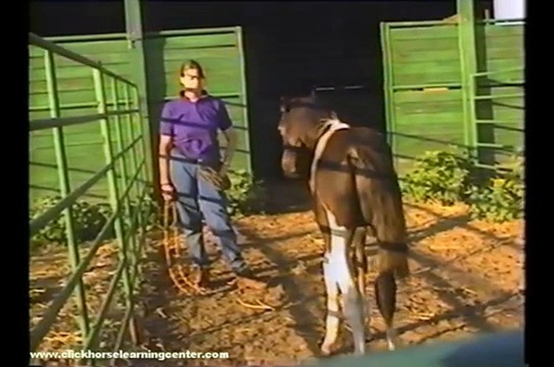 Clicker Training Horses
