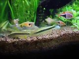 Tetra PlecoMin Review - Aquaristik Fisch Futter - Fish feeding on the ground in my fish tank