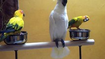 Tamed cockatoo baby & sun conure baby in (Preethi Farms)