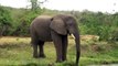 Animals in Uganda 2011: Elephants, Zebra, Warthogs, Vultures