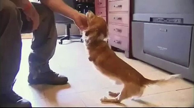 hopp el perro sin patitas