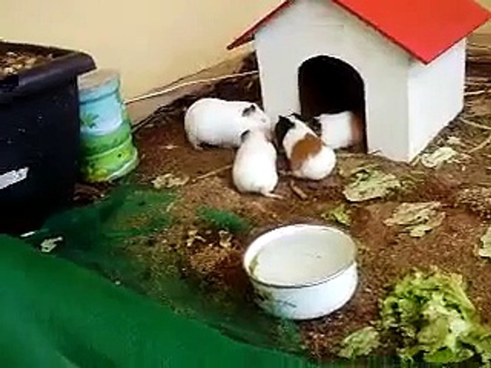 Meus porquinhos da india