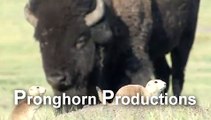 Black-tailed Prairie Dog Stock Video Footage.mov