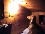 Dog eating moth
