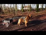 German shepherds pull cart.