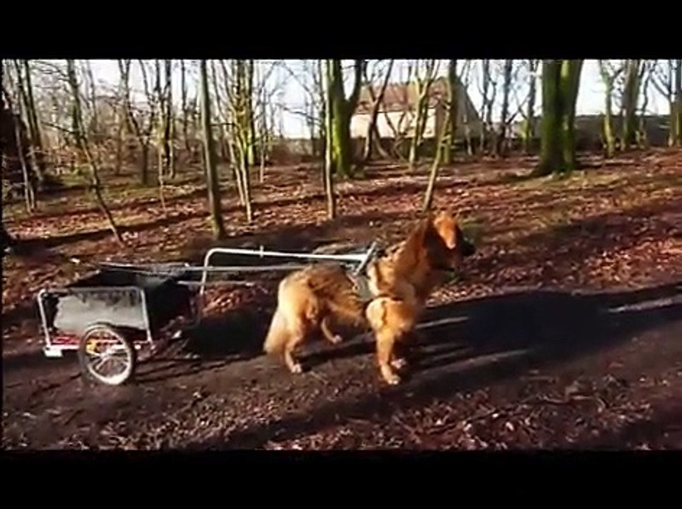 German shepherds pull cart.