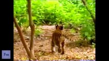 Video monos graciosos (funny monkeys)