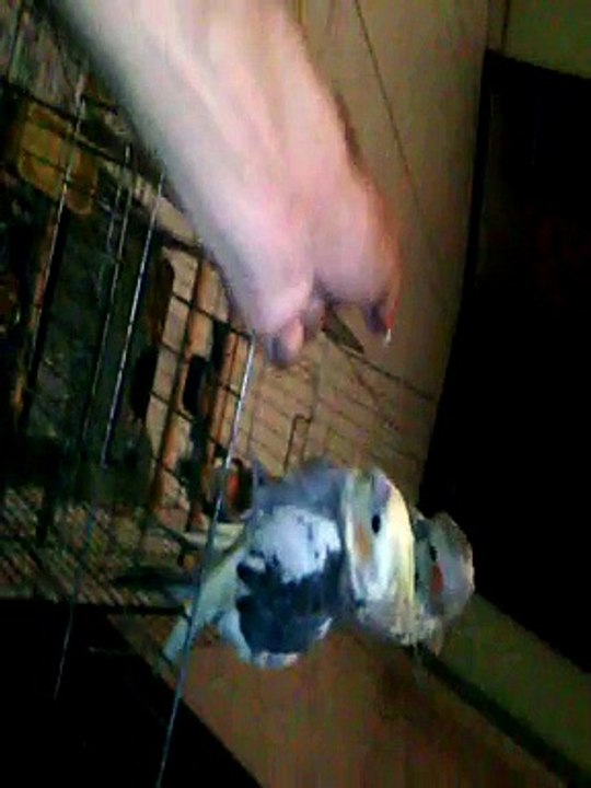 billy e pingo