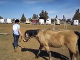Horse Behavior - Learning Trail Course Obstacles