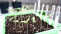 Growing Your Own Tomatoes - Pricking Out Tomatoes