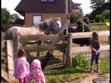 Unsere Ponys und Pferde - www.ferienhof-lunau.de