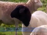 Perro dálmata Adopta huérfanos Cordero Mejor Animal salvaje Vídeos