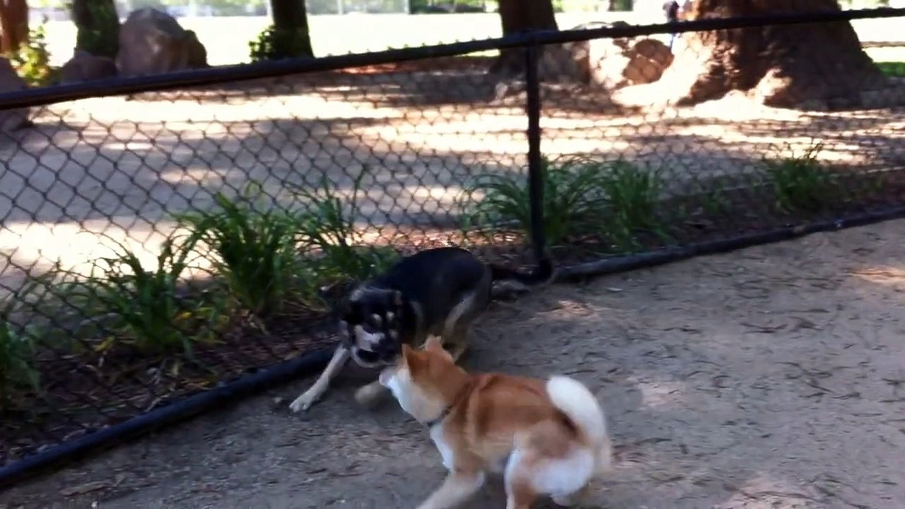 Dog wrestling