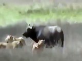 Buffalo Tries to Save Her Little Son From Lions, Wild Animal Fights
