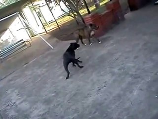 Crazy Dog Fight in Spring Valley NY best animal fighting 2015!!!!!