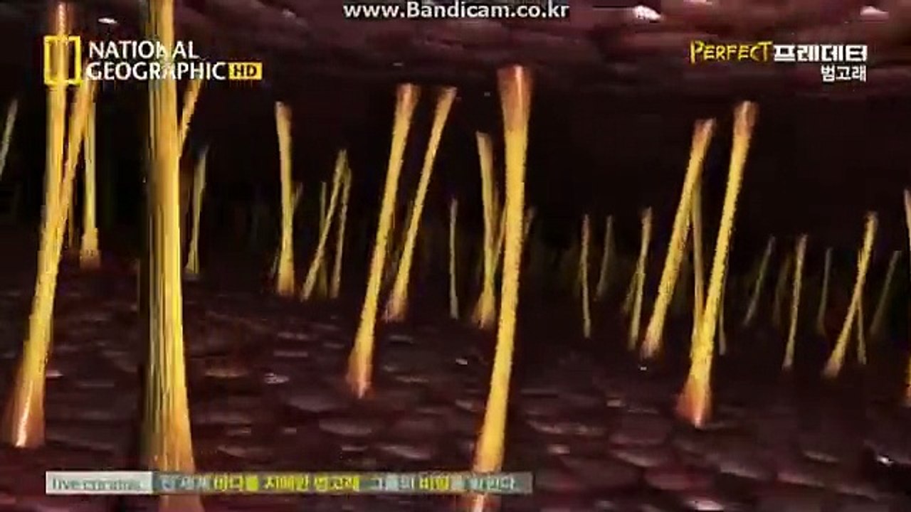 퍼펙트 프레데터 범고래4