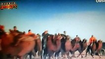 몽고 낙타 달리기, Mongolian camels running,