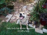DC Shiba Inu Rescue (DCSIR): Inspiring Dog Rescue Transformation, Saru's Story.