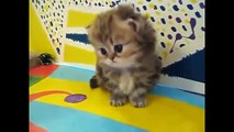 Funny Animals Compilation 2015 Funny Cats Funny Videos Funny Pranks Funny Vines