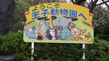 2013-03-20 神戸市立王子動物園　愛くるしいレッサーパンダ
