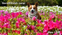 Goro 2013 Photographs 4K Resolution コーギー 写真 画像 Goro@Welsh corgi