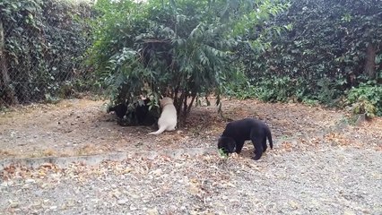 Chiots Fossette X Hamilton 2015 - 8