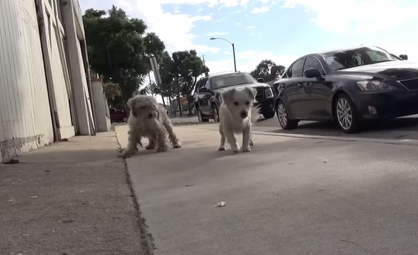 Ce qui va arriver à ces deux chiots va vous laisser sans voix. C'est vraiment stupéfiant.