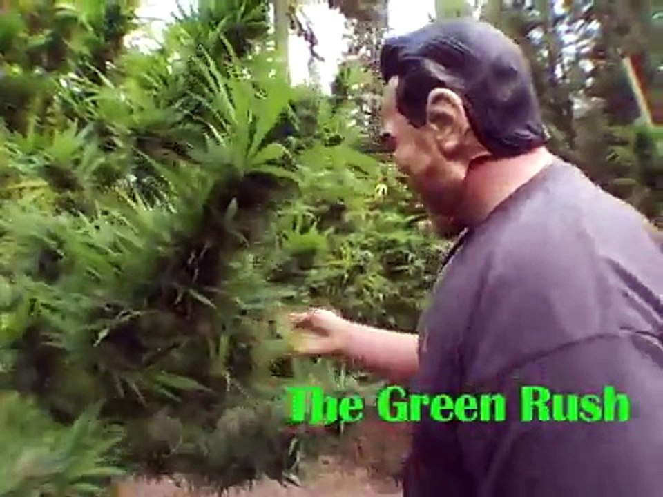 Schwarzenegger's Weed Farm!!!