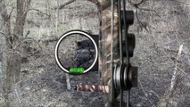Reverse Angle Pig - Bowhunting Texas Wild Hogs