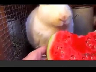 Funny Animal Clips: Animals Eat Watermelon