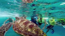 Snorkeling in Similan Islands