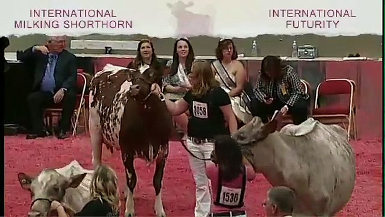 International Milking Shorthorn Show - 2014 World Dairy Expo International Futurity