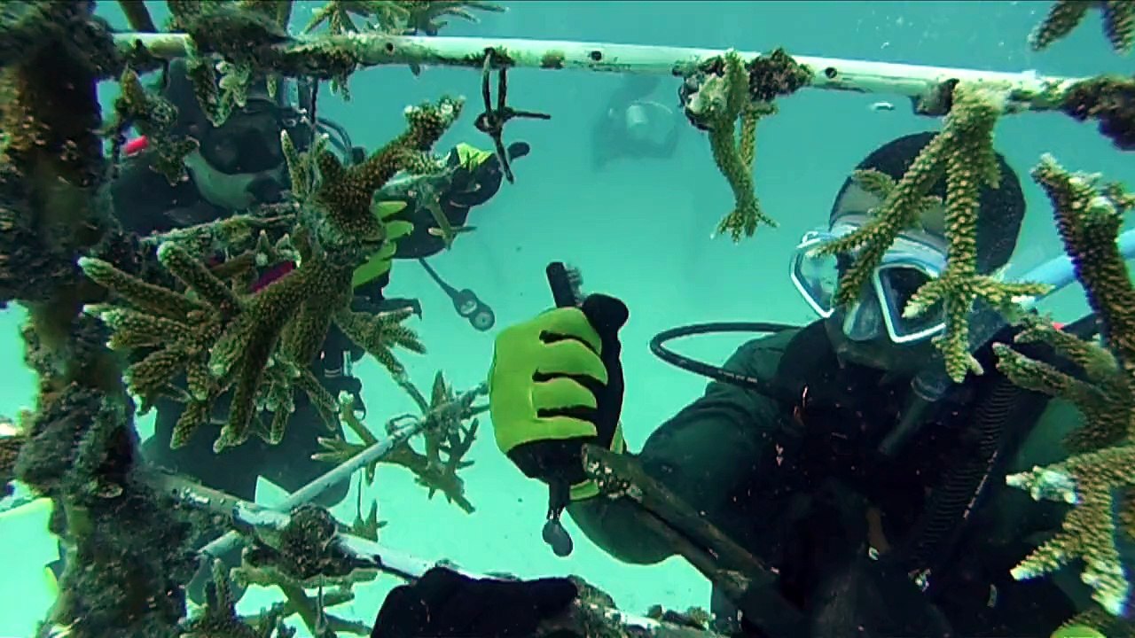 "korallen-gärtner" helfen bedrohten riffen